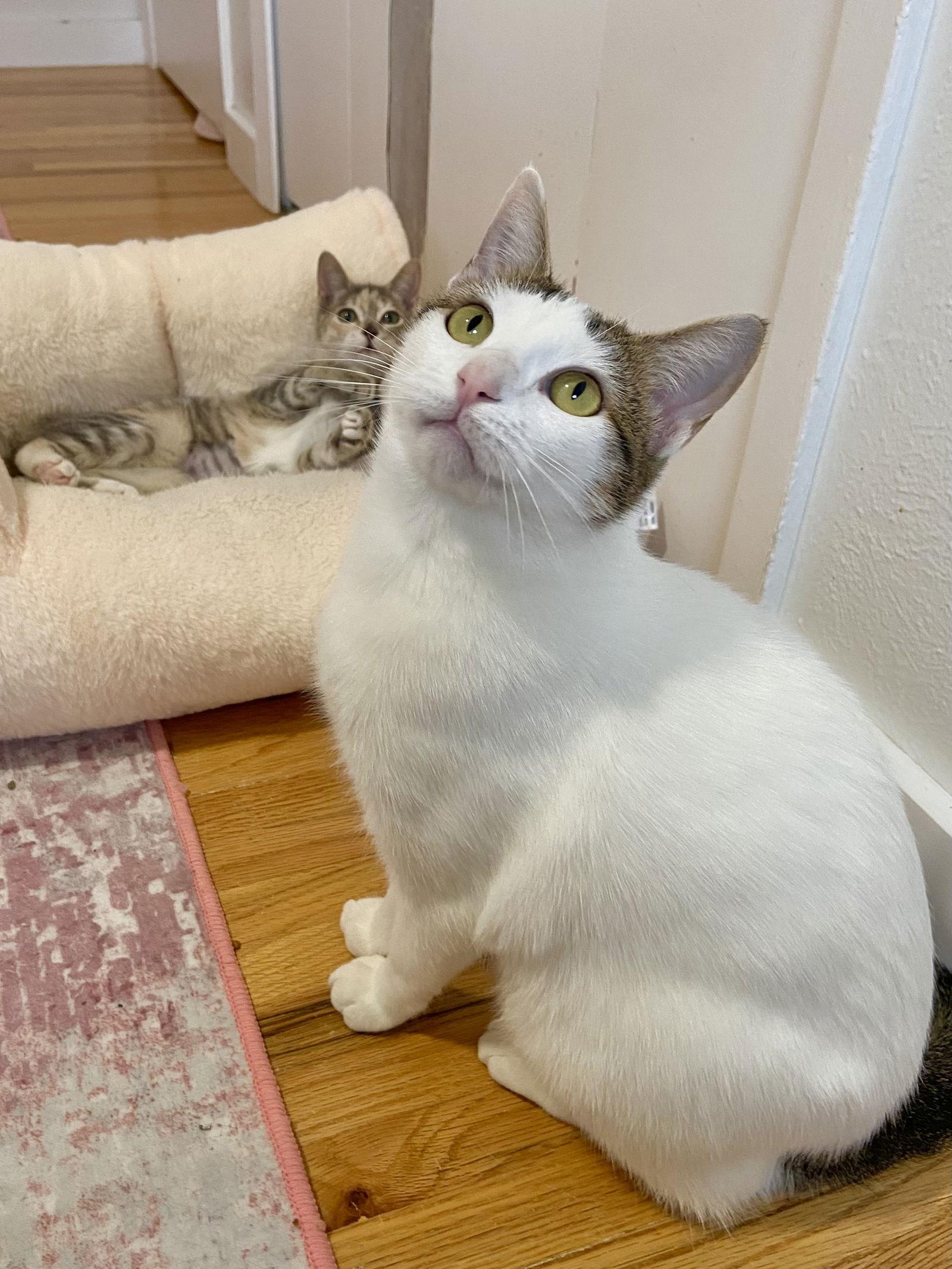 Cindy, Adoptable, Adult Female Domestic Short Hair.