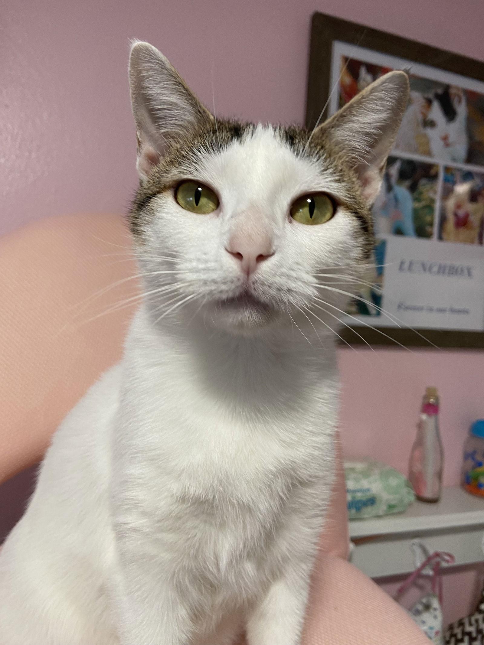 Enlarge Cindy, a Adoptable Domestic Short Hair in Aurora, CO image 2/3