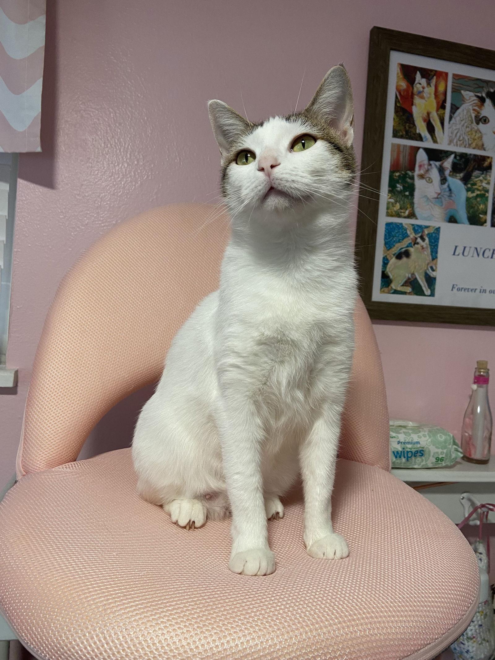 Enlarge Cindy, a Adoptable Domestic Short Hair in Aurora, CO image 3/3