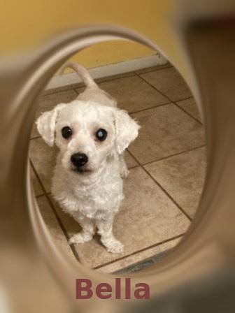 Adopted!! Bella - C. TX, a Adoptable Bichon Frise in New Braunfels, TX image 4/5