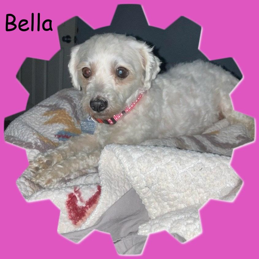 Adopted!! Bella - C. TX, a Adoptable Bichon Frise in New Braunfels, TX image 5/5