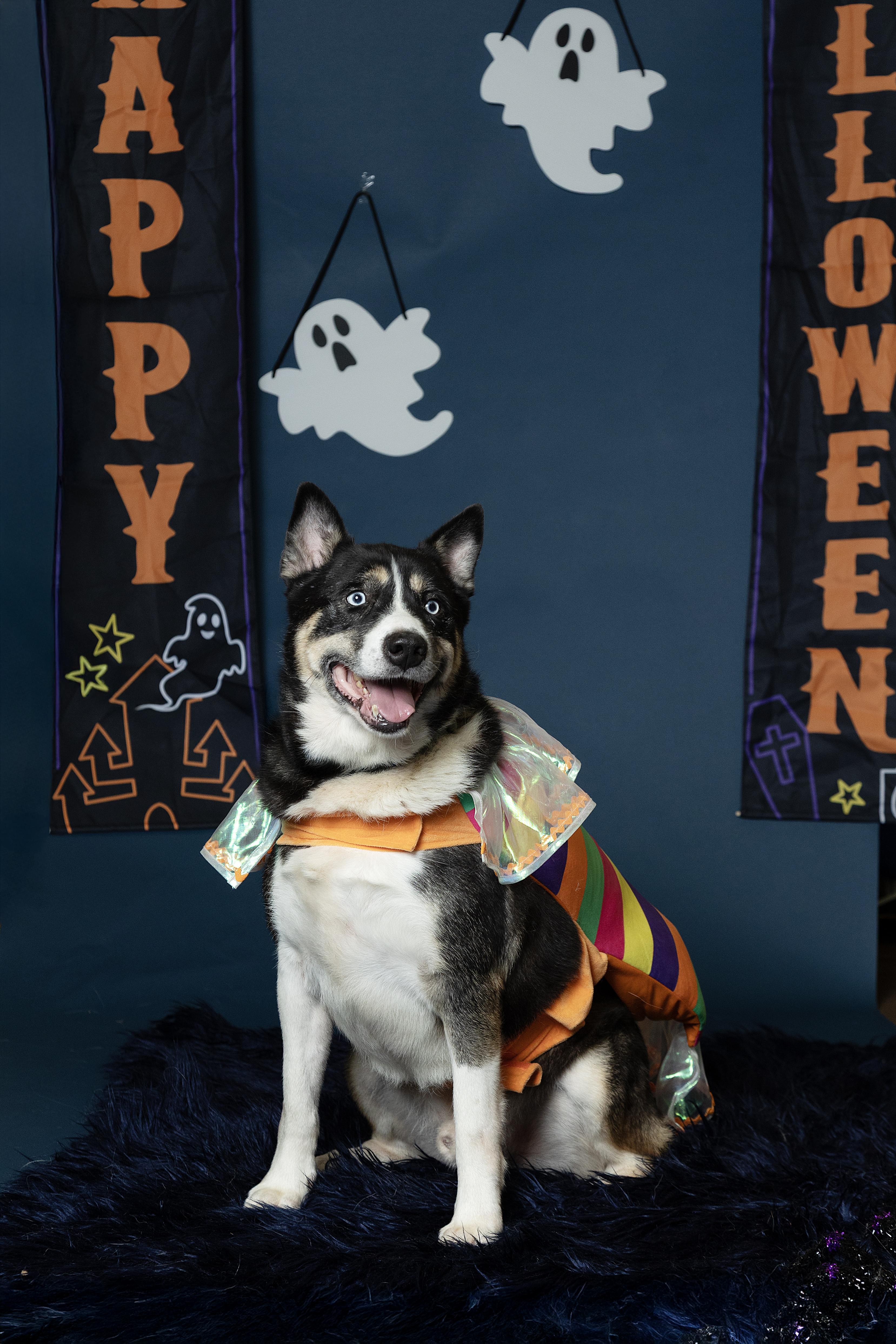 Enlarge Bagheera, a Adoptable mixed breed in Langley, BC image 2/6