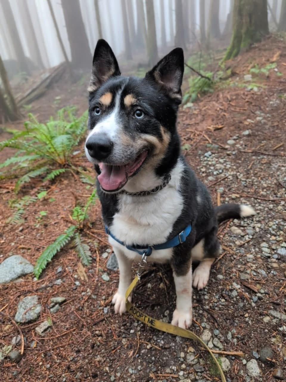 Enlarge Bagheera, a Adoptable mixed breed in Langley, BC image 1/6