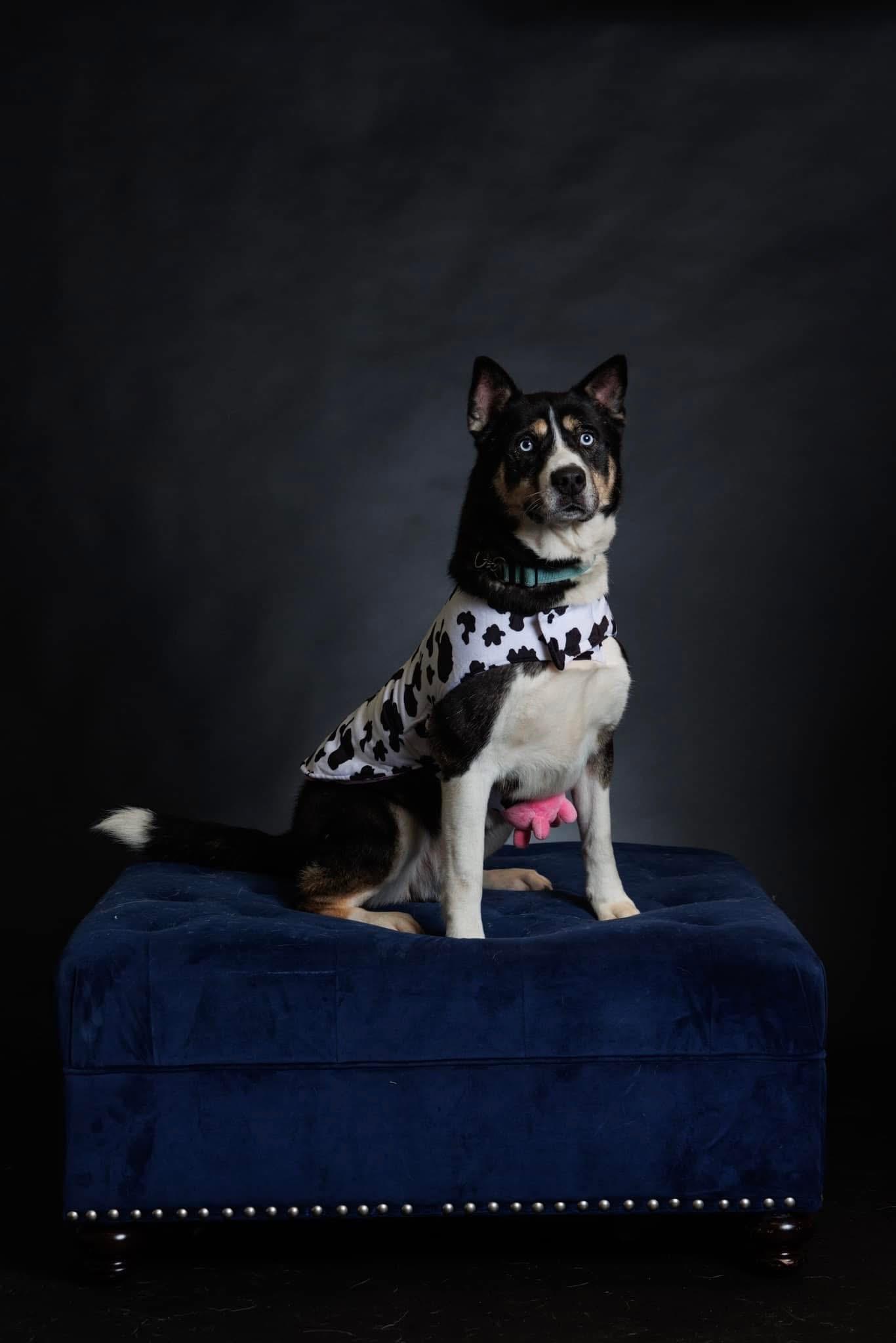 Bagheera, an adoptable Siberian Husky in Langley, BC, V3A 4C4 | Photo Image 4