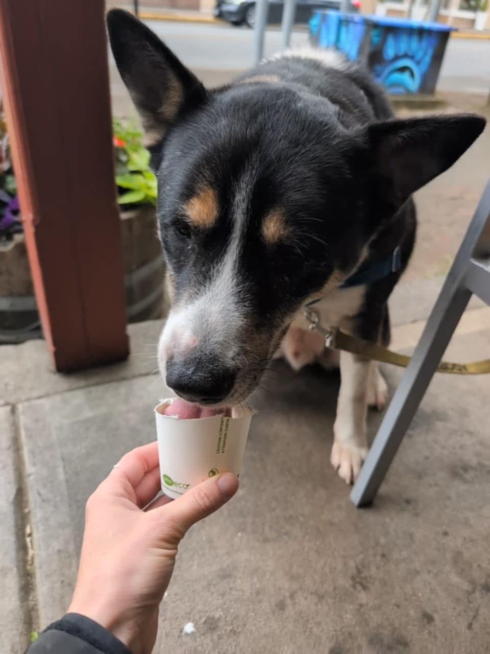 Enlarge Bagheera, a Adoptable mixed breed in Langley, BC image 6/6