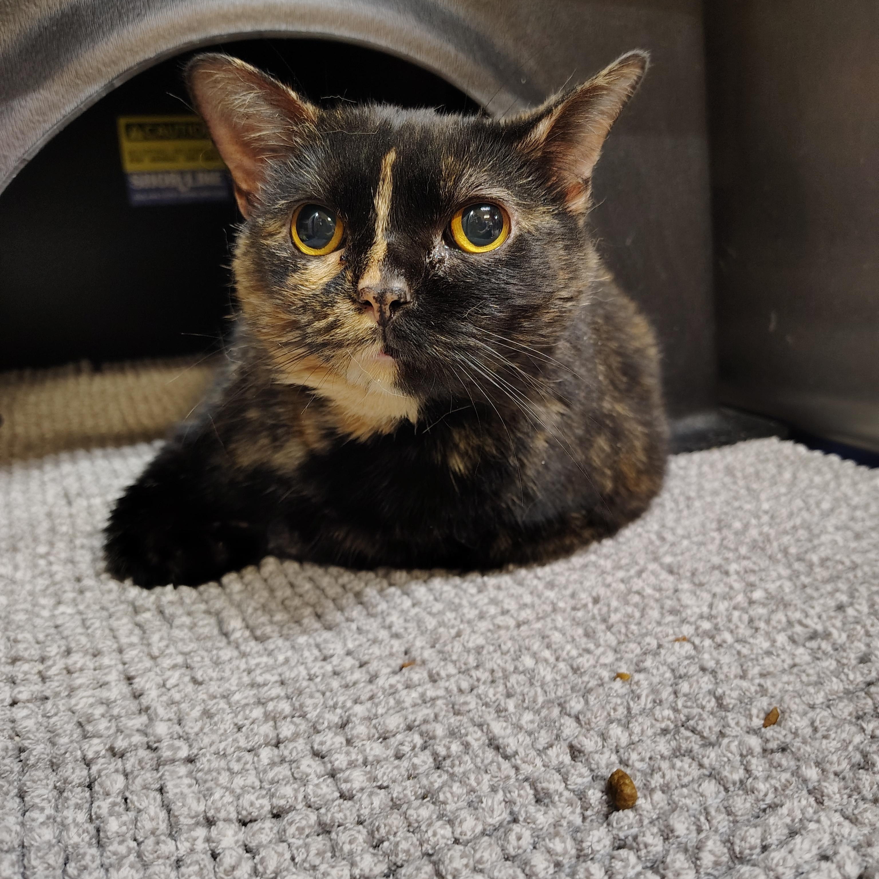 Enlarge Snickers, a Adoptable American Shorthair in Richmond, MO image 1/1