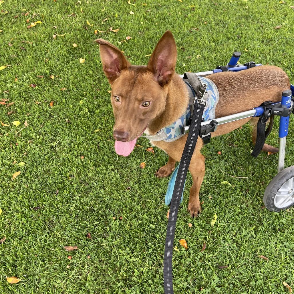 Mateo, Adoptable, Adult Male German Pinscher & Mixed Breed.