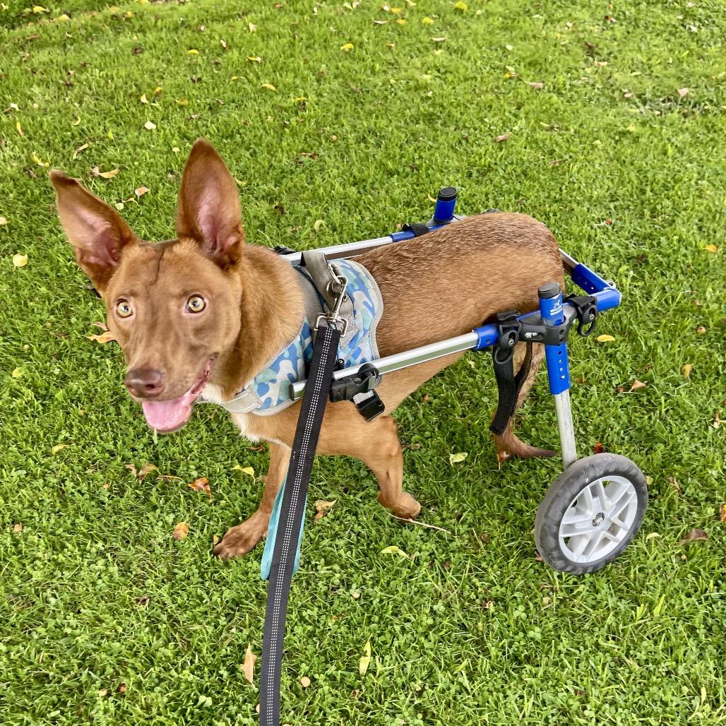 Mateo, Adoptable, Adult Male German Pinscher & Mixed Breed.