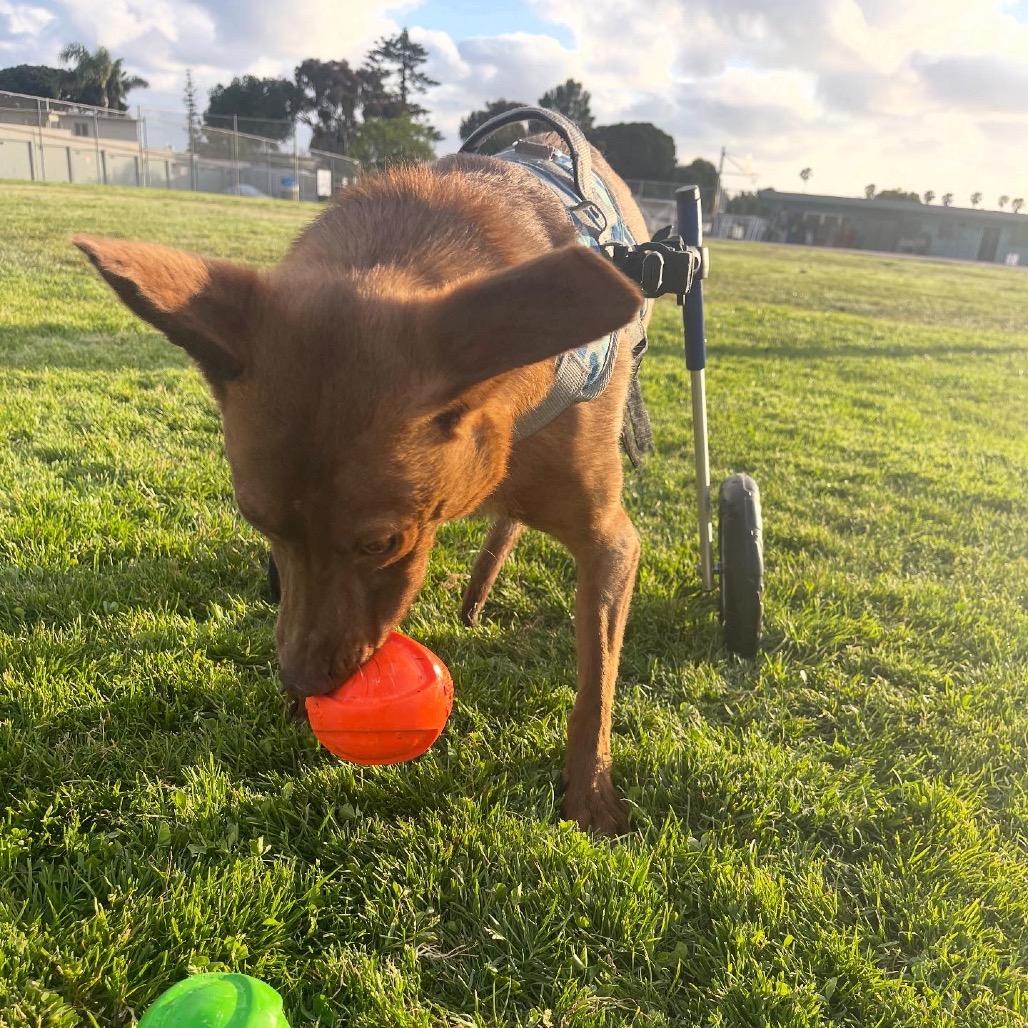 Enlarge Mateo, a Adoptable mixed breed in San Diego, CA image 2/6