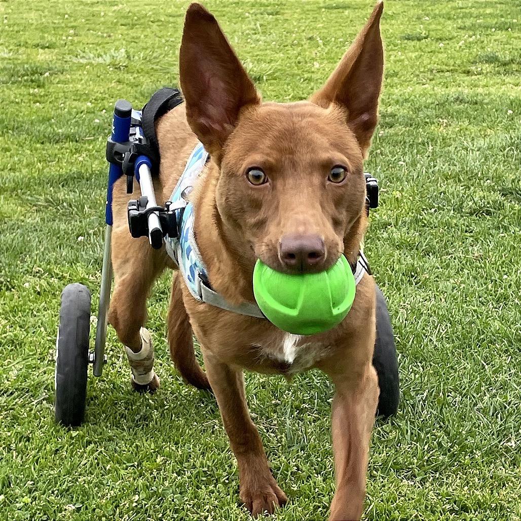 Enlarge Mateo, a Adoptable mixed breed in San Diego, CA image 4/6