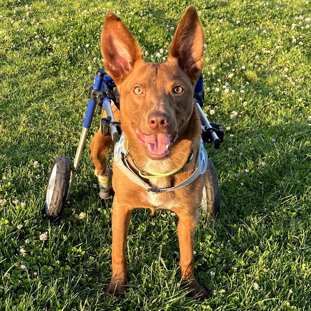 Enlarge Mateo, a Adoptable mixed breed in San Diego, CA image 5/6