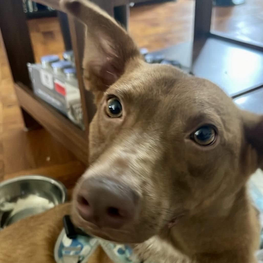 Enlarge Mateo, a Adoptable mixed breed in San Diego, CA image 6/6