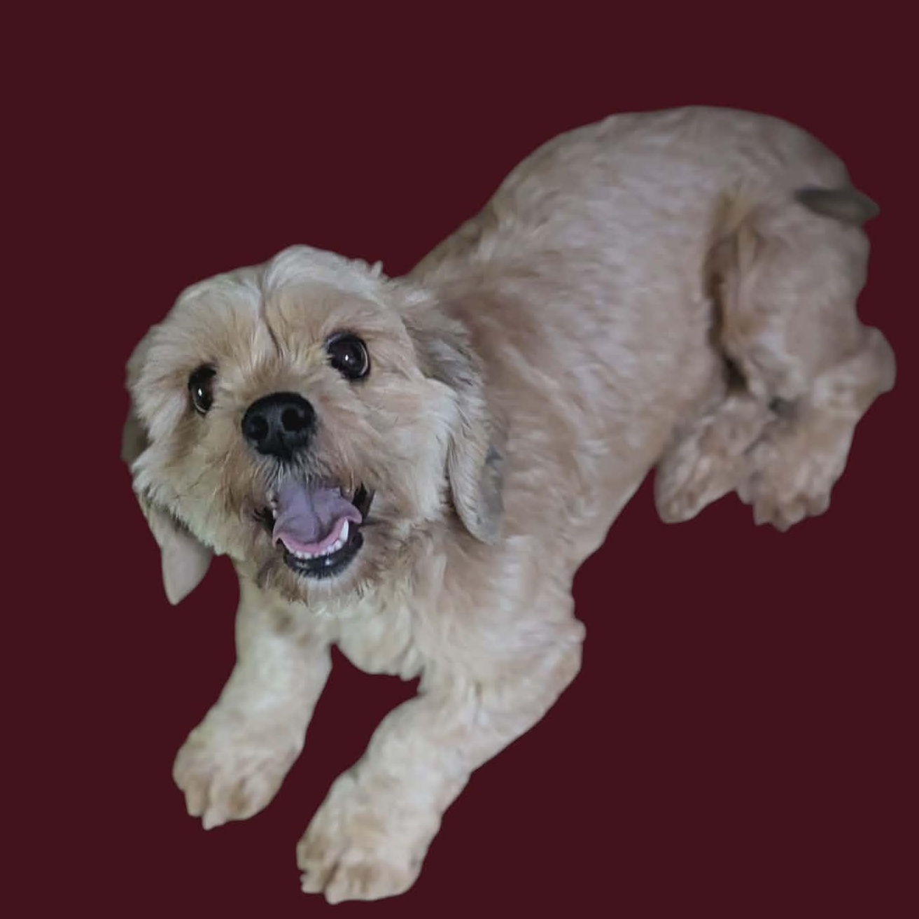 Enlarge Miki, an adopted Cockapoo in San Jose, CA image 1/1