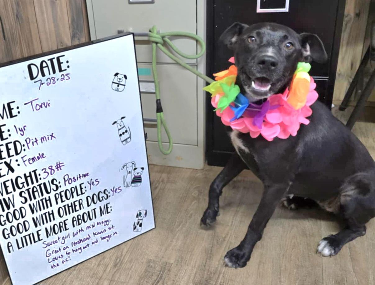 Torvi, Adoptable, Young Female Pit Bull Terrier.