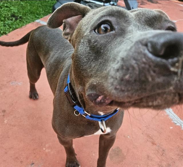 COWBOY/APOLLO, Adoptable, Adult Male Pit Bull Terrier & Mixed Breed.