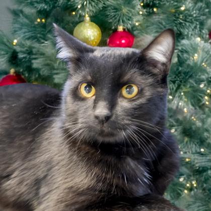 Cookie (Bonded w/ Macaroon), Adoptable, Kitten Female Domestic Short Hair & Domestic Short Hair.