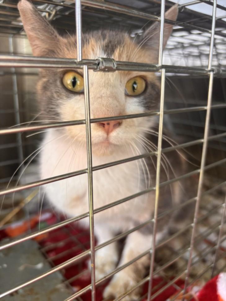 MANGO, Adoptable, Adult Female Domestic Short Hair.