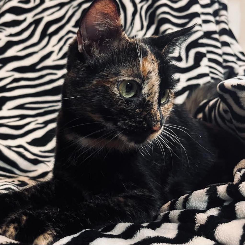 Enlarge Harley, a Adoptable Domestic Short Hair in Tampa, FL image 1/3