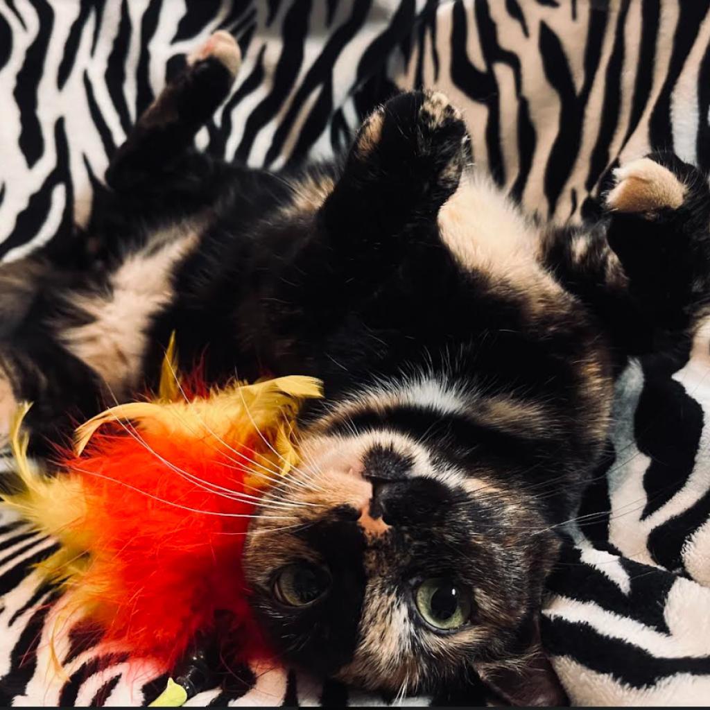 Enlarge Harley, a Adoptable Domestic Short Hair in Tampa, FL image 2/3