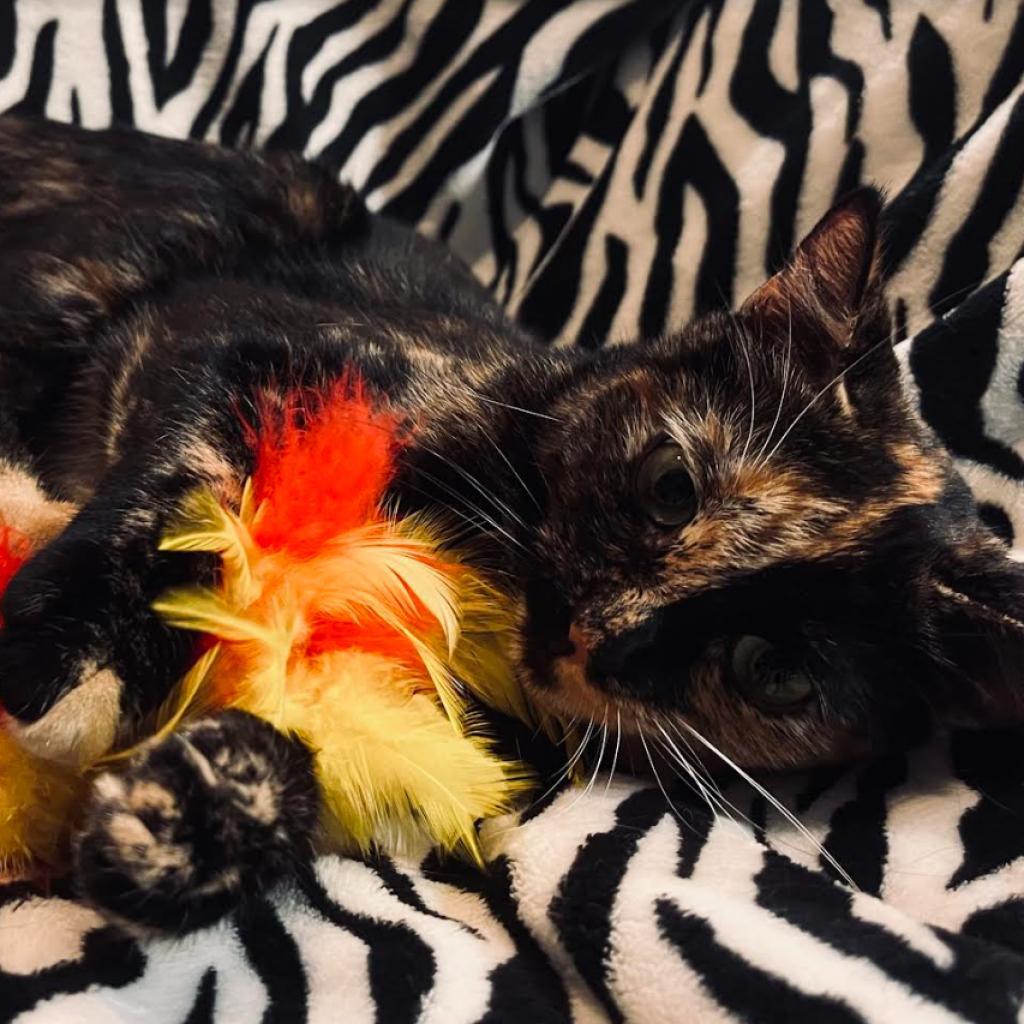 Enlarge Harley, a Adoptable Domestic Short Hair in Tampa, FL image 3/3