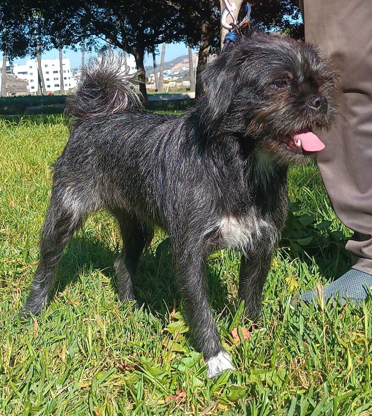 Trix , a ADOPTABLE mixed breed in Orange, CA image 4/6