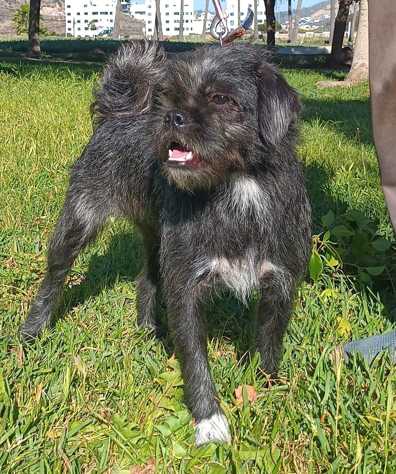 Trix , a ADOPTABLE mixed breed in Orange, CA image 2/6
