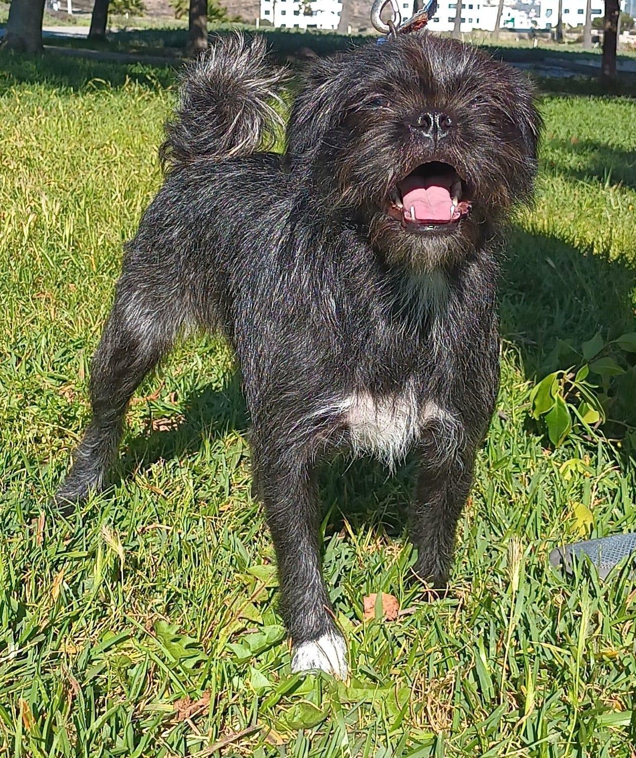 Trix , a ADOPTABLE mixed breed in Orange, CA image 3/6