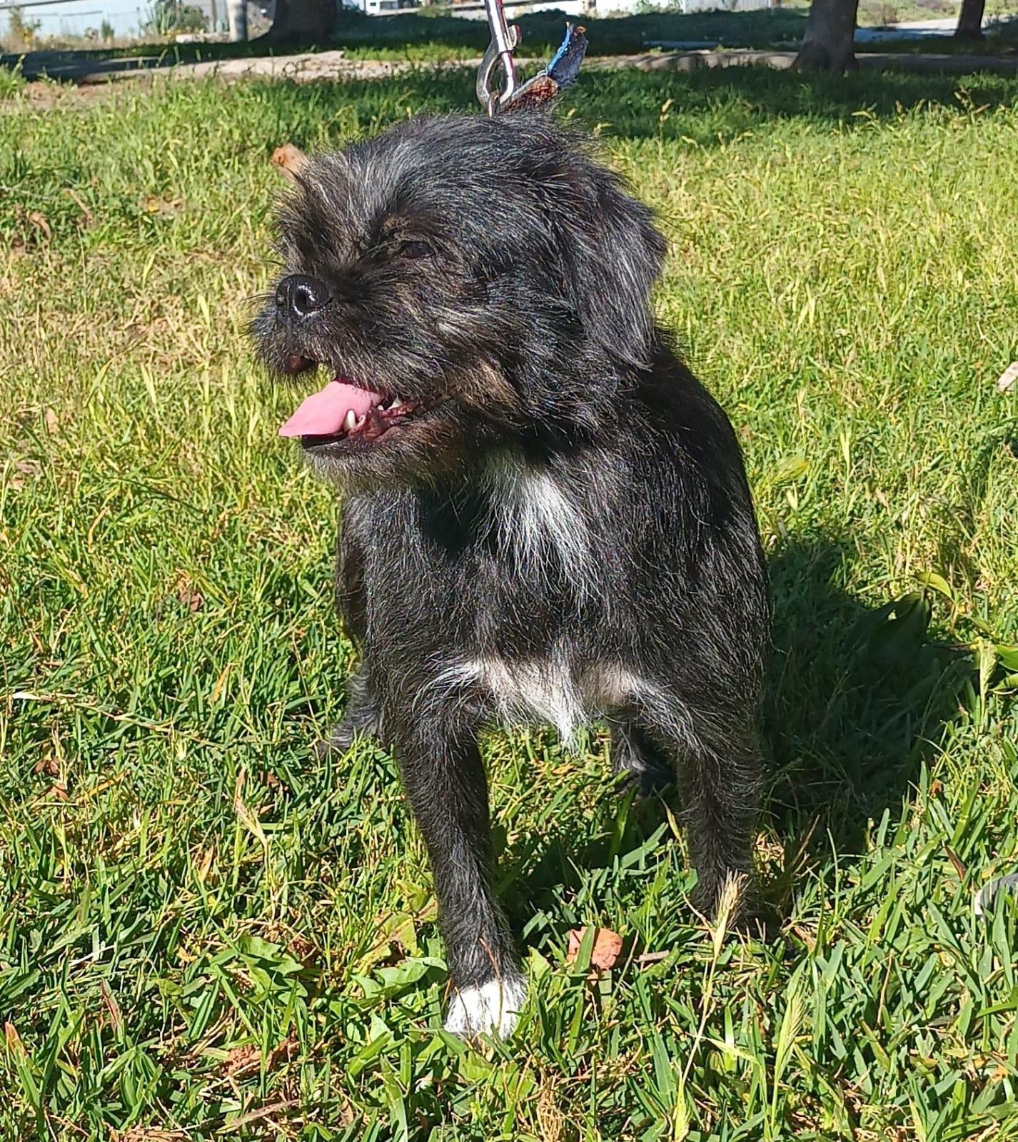 Trix , a ADOPTABLE mixed breed in Orange, CA image 5/6