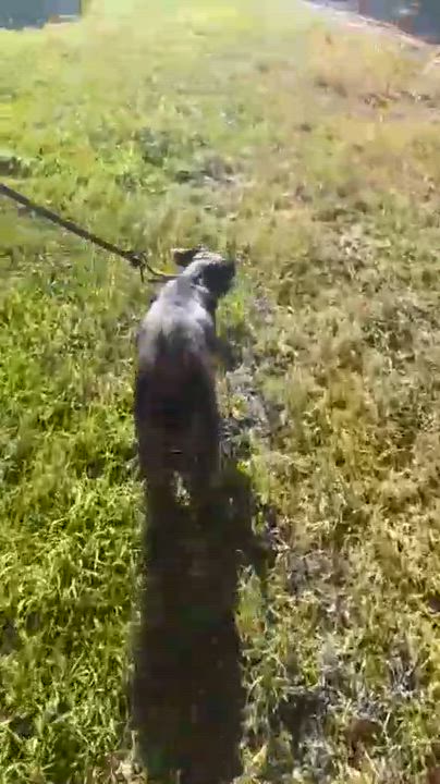 Enlarge Trix , a ADOPTABLE mixed breed in Orange, CA video 6/6