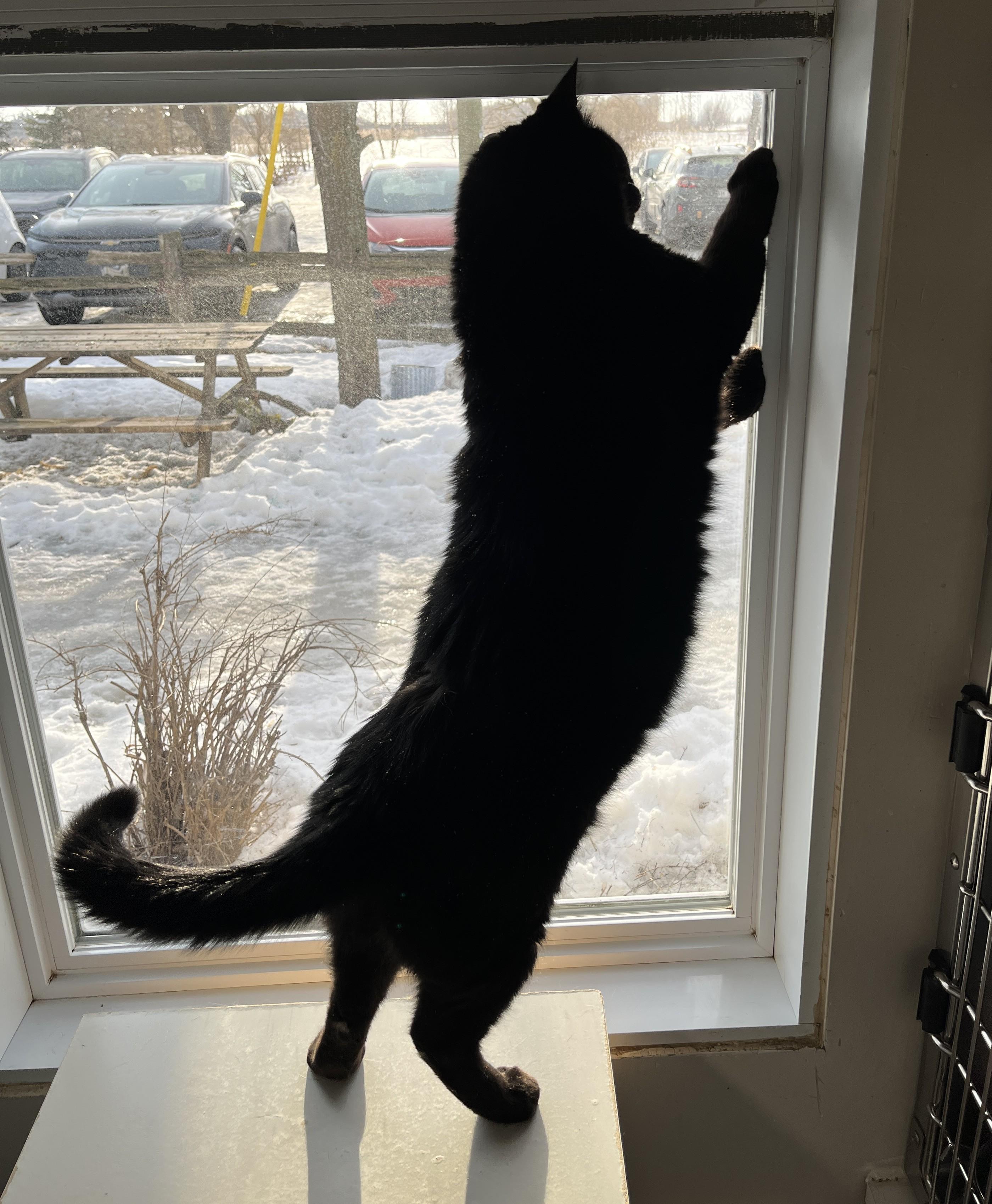 Enlarge SIRIUS BLACK (CR/SC), a Adoptable Domestic Short Hair in Sainte-Angele-de-Monnoir, QC image 3/6