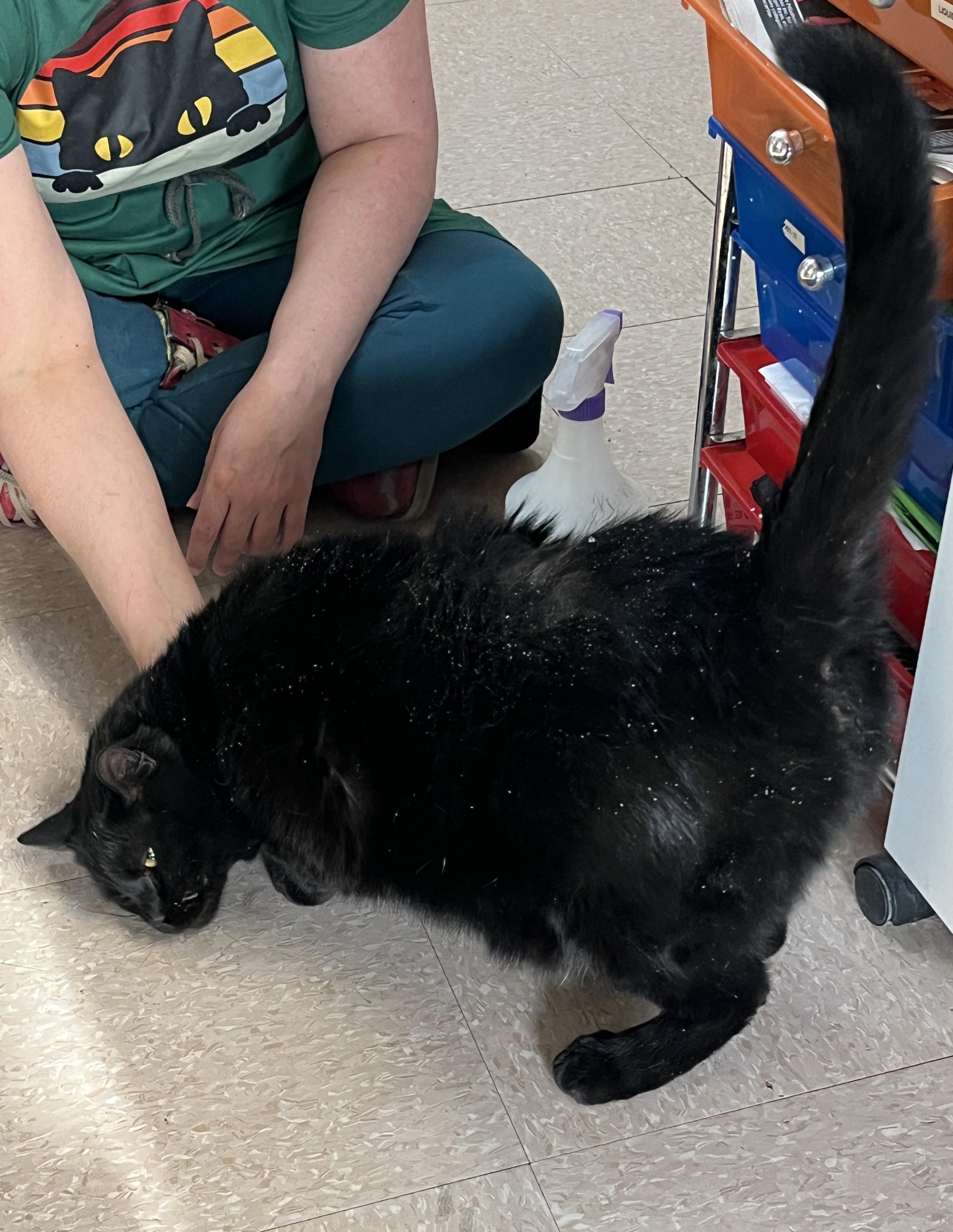 Enlarge SIRIUS BLACK (CR/SC), a Adoptable Domestic Short Hair in Sainte-Angele-de-Monnoir, QC image 5/6