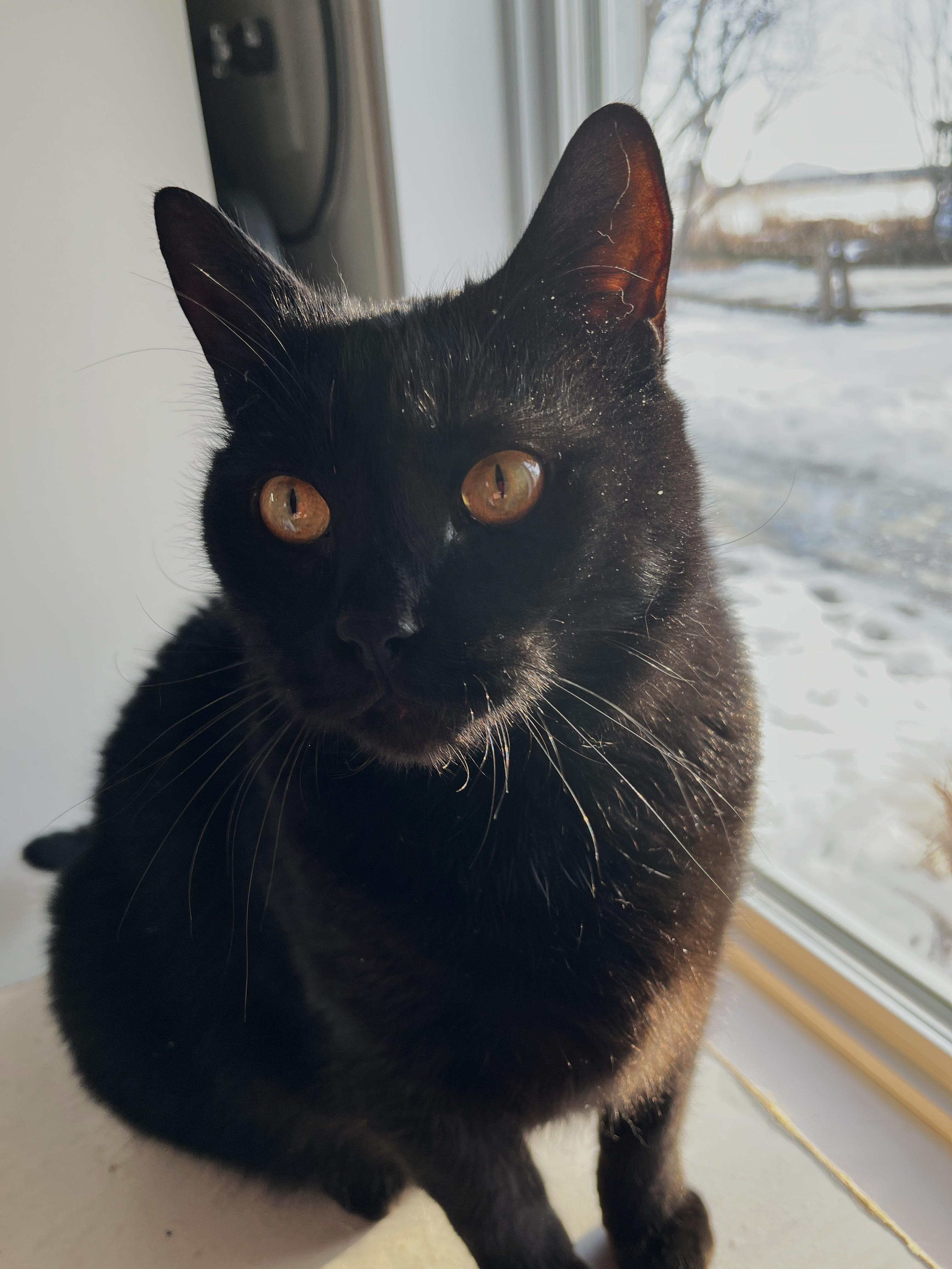 Enlarge SIRIUS BLACK (CR/SC), a Adoptable Domestic Short Hair in Sainte-Angele-de-Monnoir, QC image 1/6
