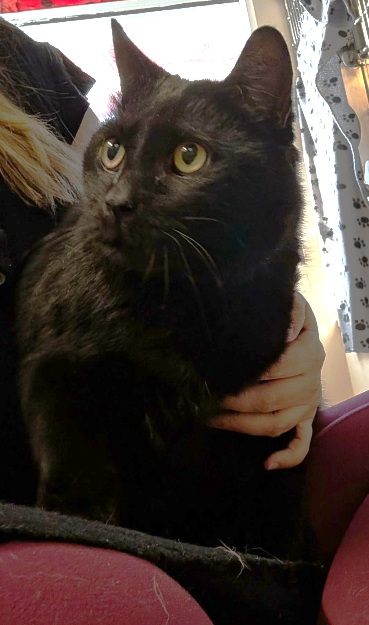 Enlarge SIRIUS BLACK (CR/SC), a Adoptable Domestic Short Hair in Sainte-Angele-de-Monnoir, QC image 2/6