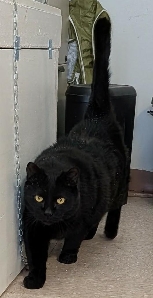 Enlarge SIRIUS BLACK (CR/SC), a Adoptable Domestic Short Hair in Sainte-Angele-de-Monnoir, QC image 4/6