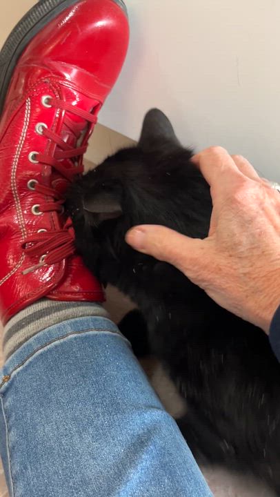 Enlarge SIRIUS BLACK (CR/SC), a Adoptable Domestic Short Hair in Sainte-Angele-de-Monnoir, QC video 6/6