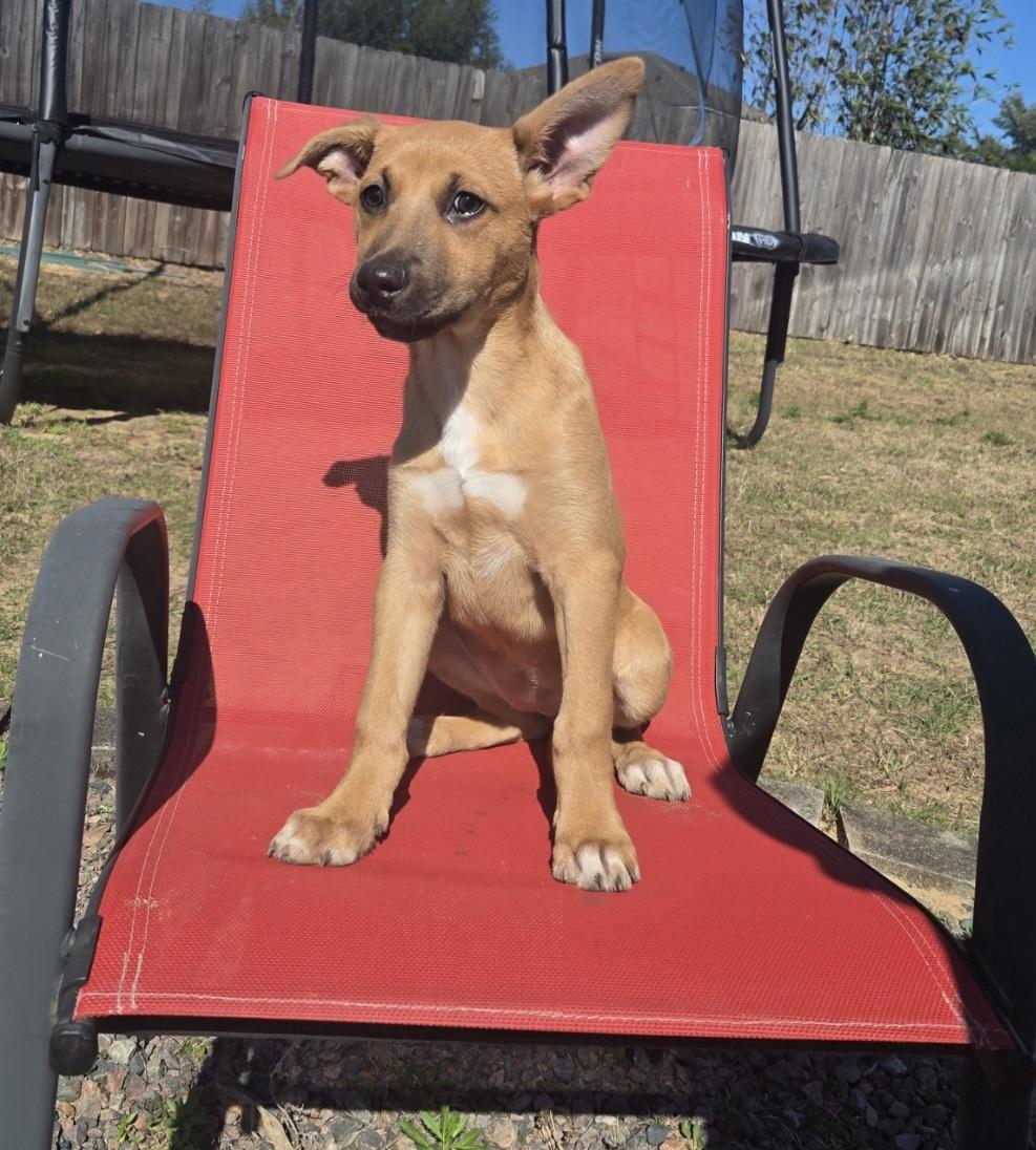 Enlarge Carol, an adopted mixed breed in Orlando, FL image 3/6