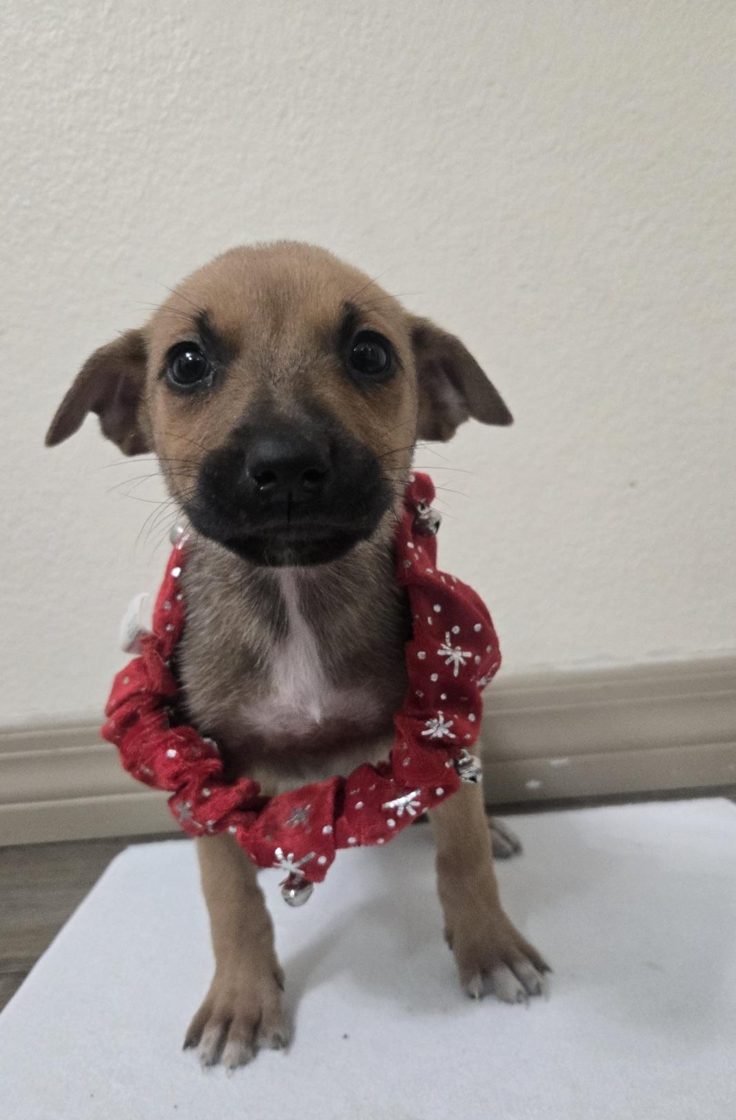 Enlarge Carol, an adoptable mixed breed in Orlando, FL image 1/4