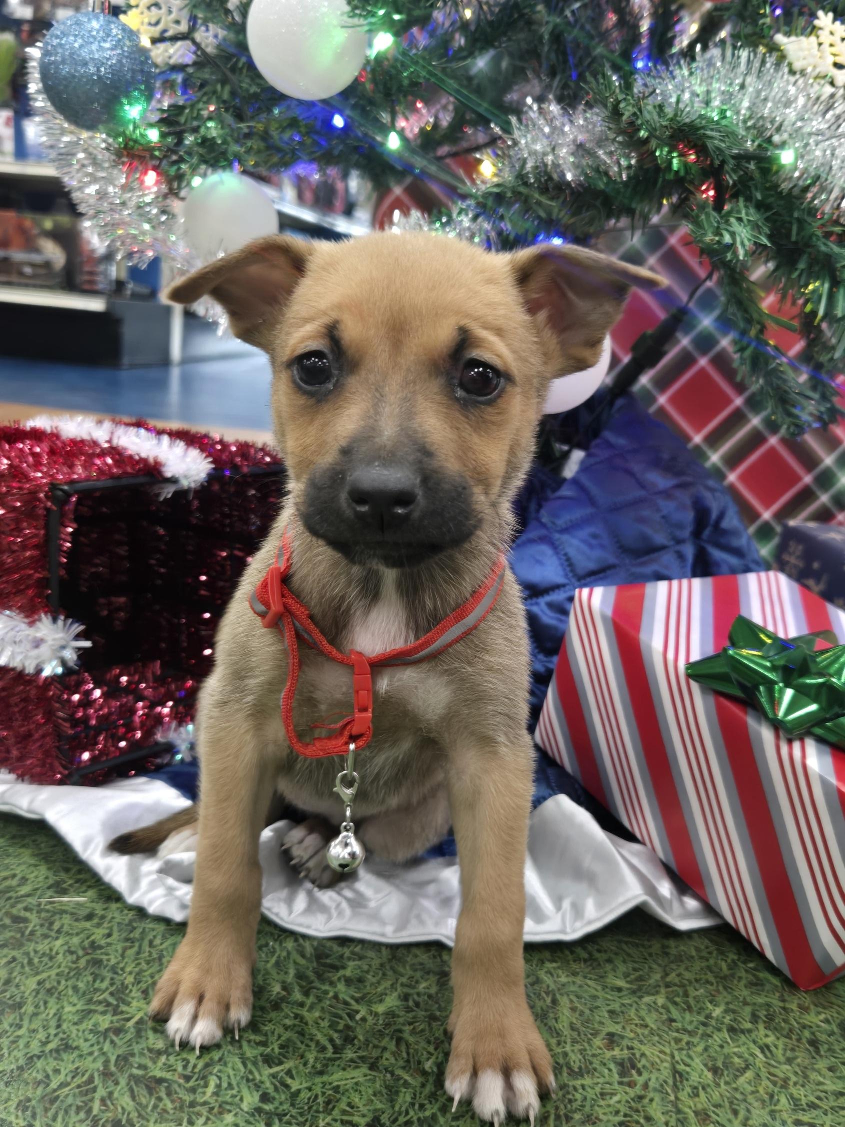 Carol, adoptable, Puppy Female German Shepherd Dog & Husky.