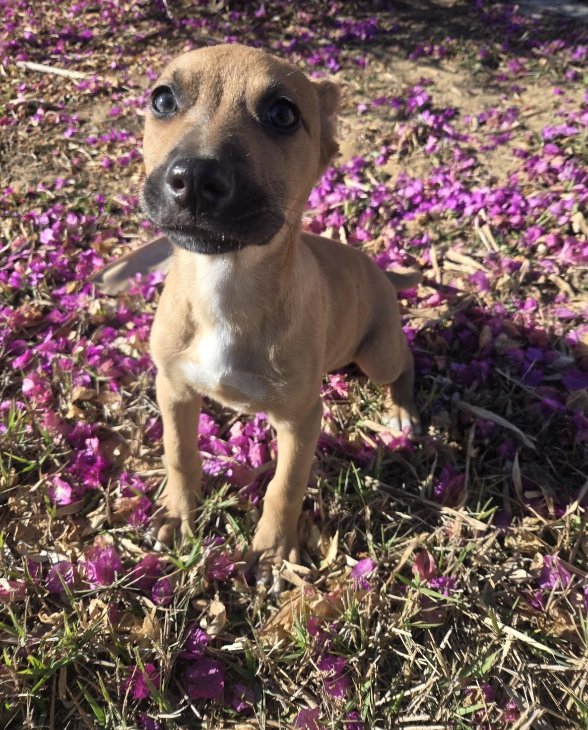 Enlarge Carol, an adopted mixed breed in Orlando, FL image 5/6