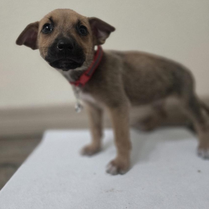 Enlarge Carol, an adoptable mixed breed in Orlando, FL image 4/4