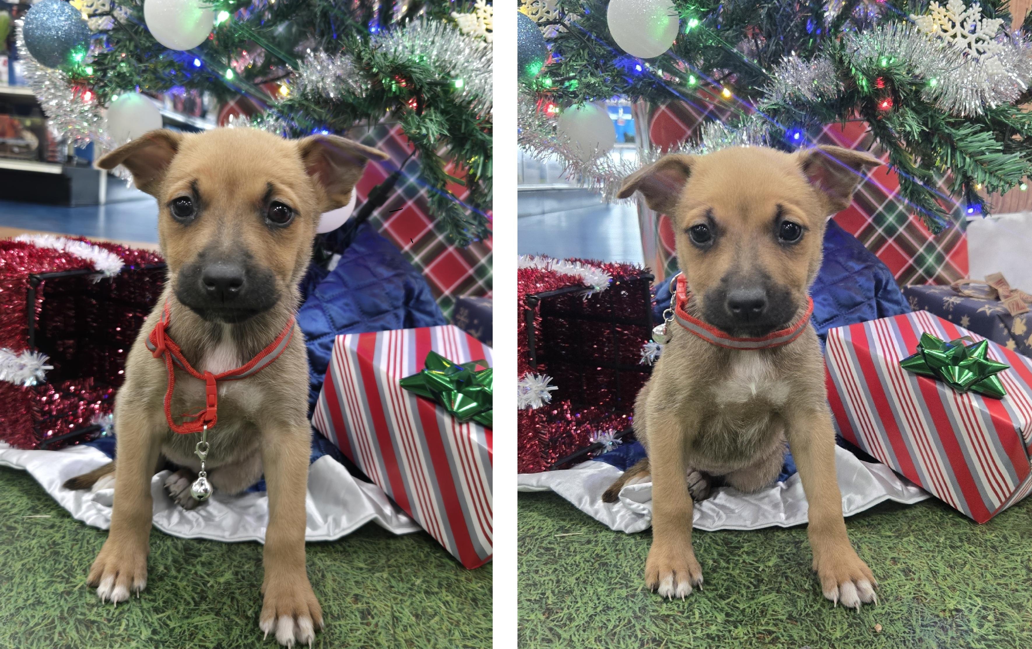 Enlarge Carol, an adopted mixed breed in Orlando, FL image 6/6