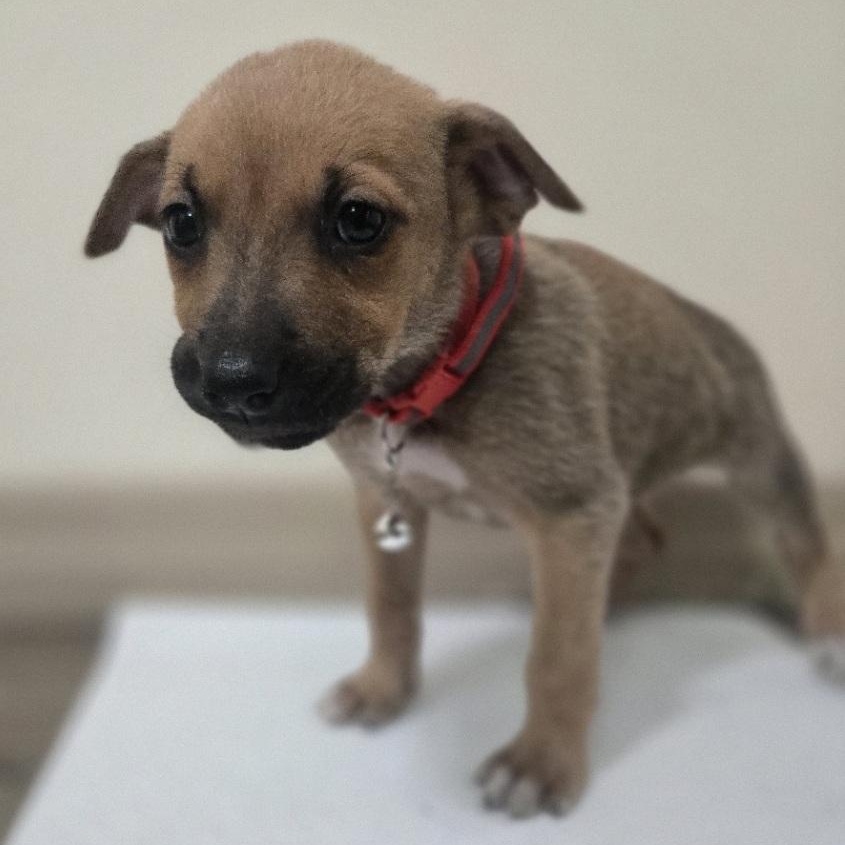 Enlarge Carol, an adoptable mixed breed in Orlando, FL image 2/4