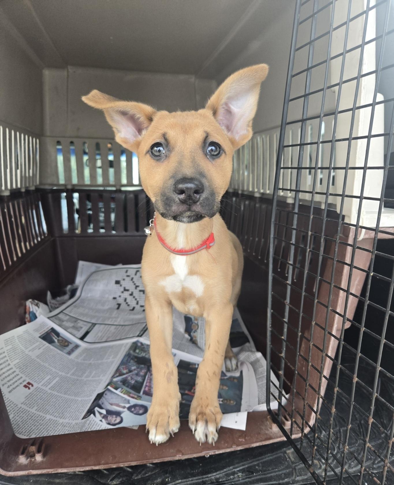 Enlarge Carol, an adopted mixed breed in Orlando, FL image 4/6