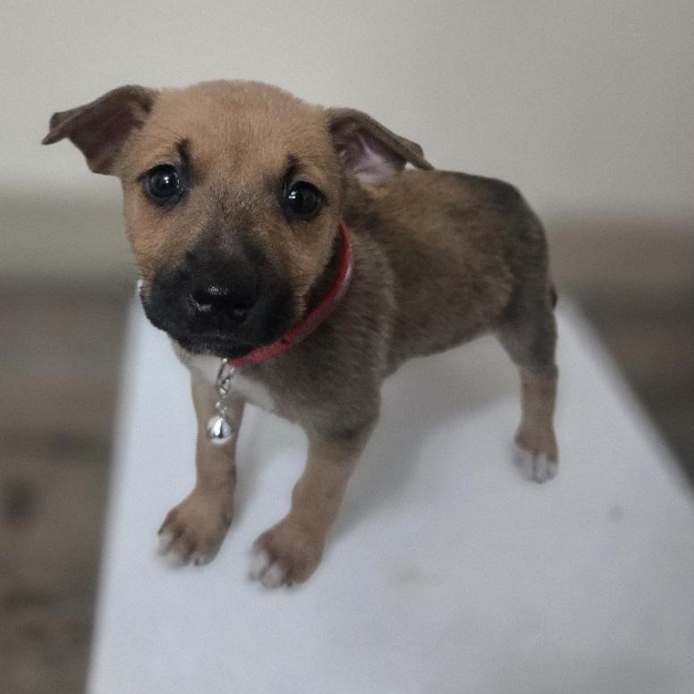 Enlarge Carol, an adoptable mixed breed in Orlando, FL image 3/4