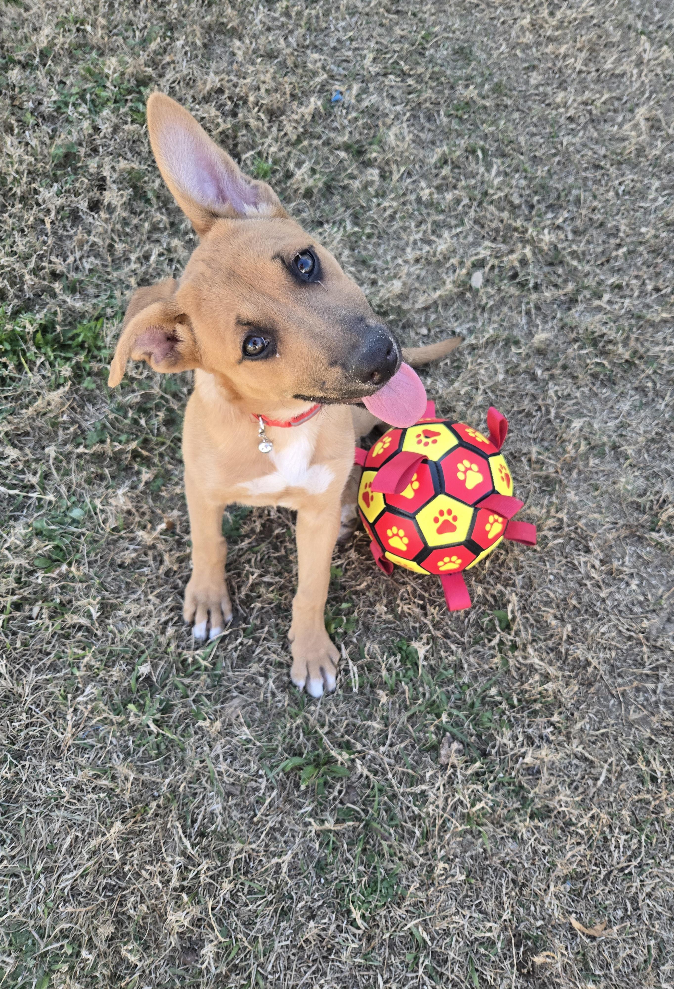 Enlarge Carol, an adopted mixed breed in Orlando, FL image 1/6