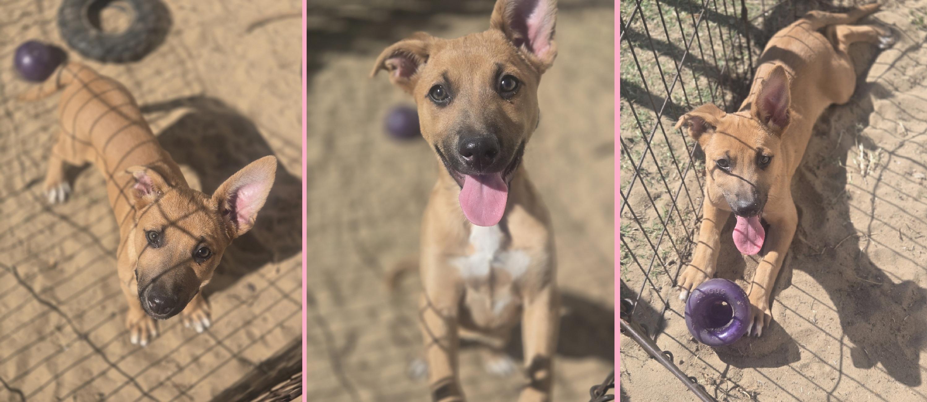 Enlarge Carol, an adopted mixed breed in Orlando, FL image 2/6