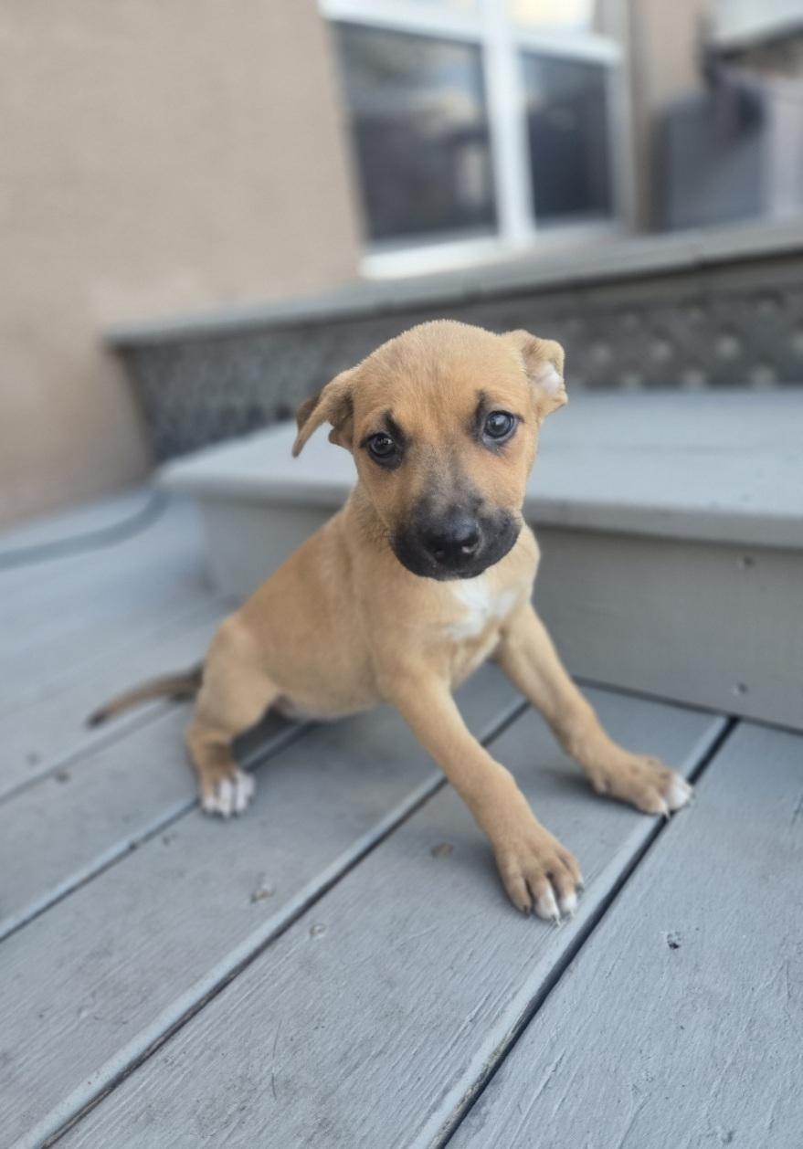 Carol, adoptable, Puppy Female German Shepherd Dog & Husky.
