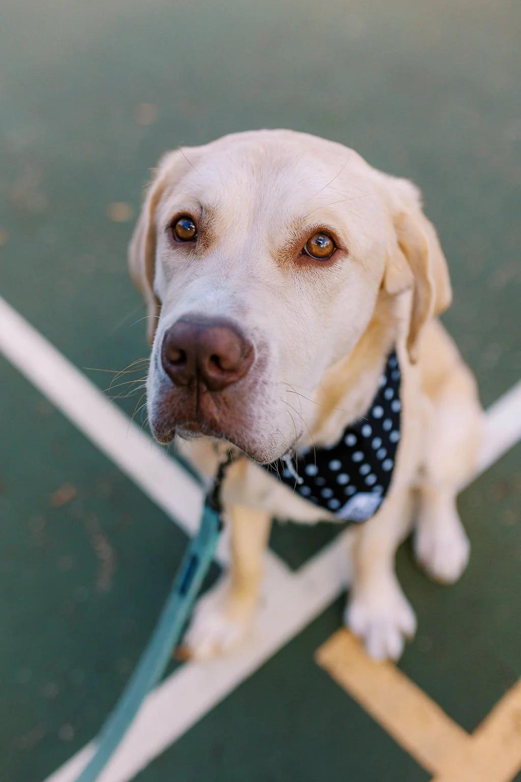 Enlarge MILEY, a ADOPTABLE Mixed Breed in North York, ON image 5/6