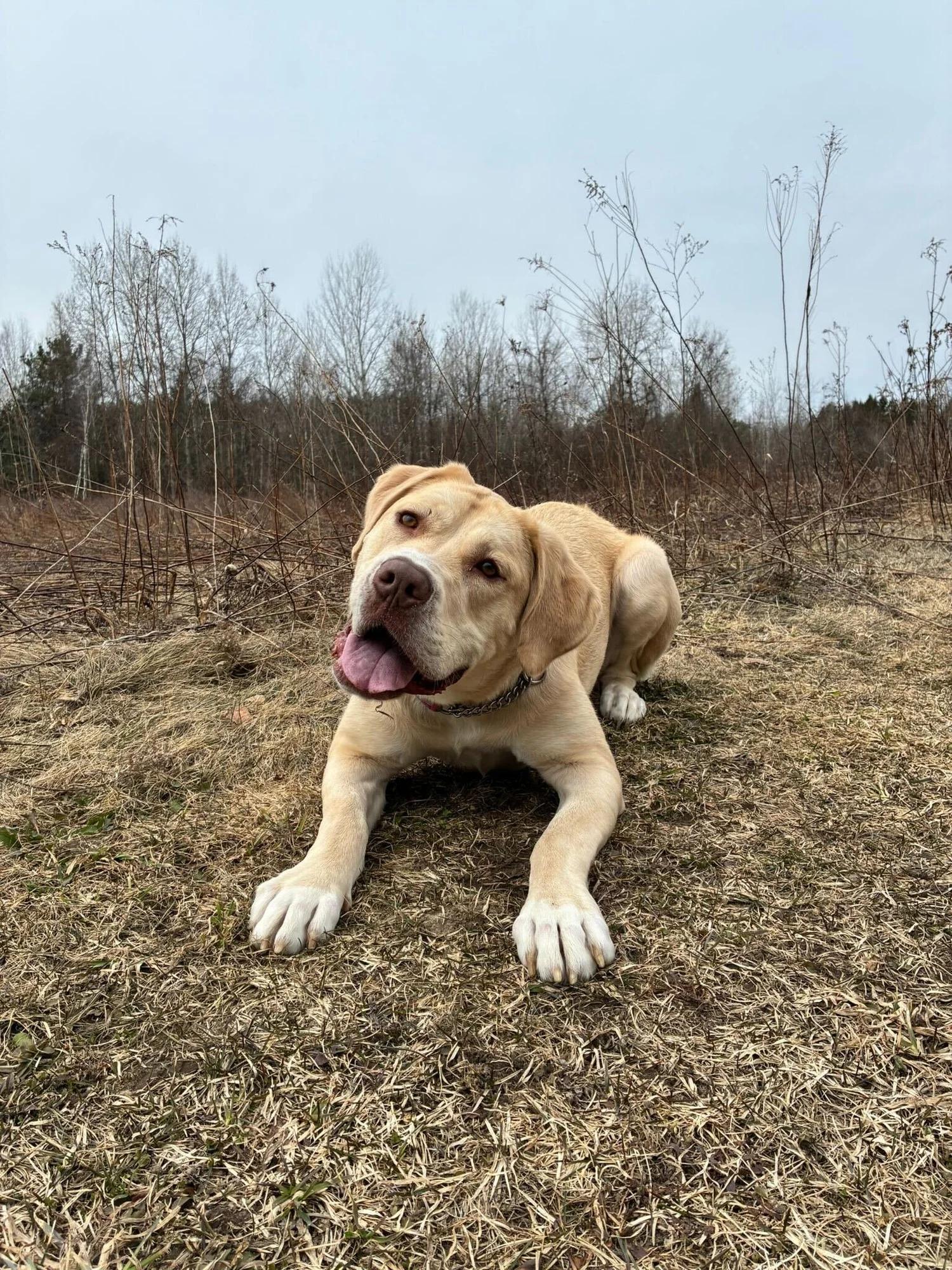Enlarge MILEY, a ADOPTABLE Mixed Breed in North York, ON image 6/6