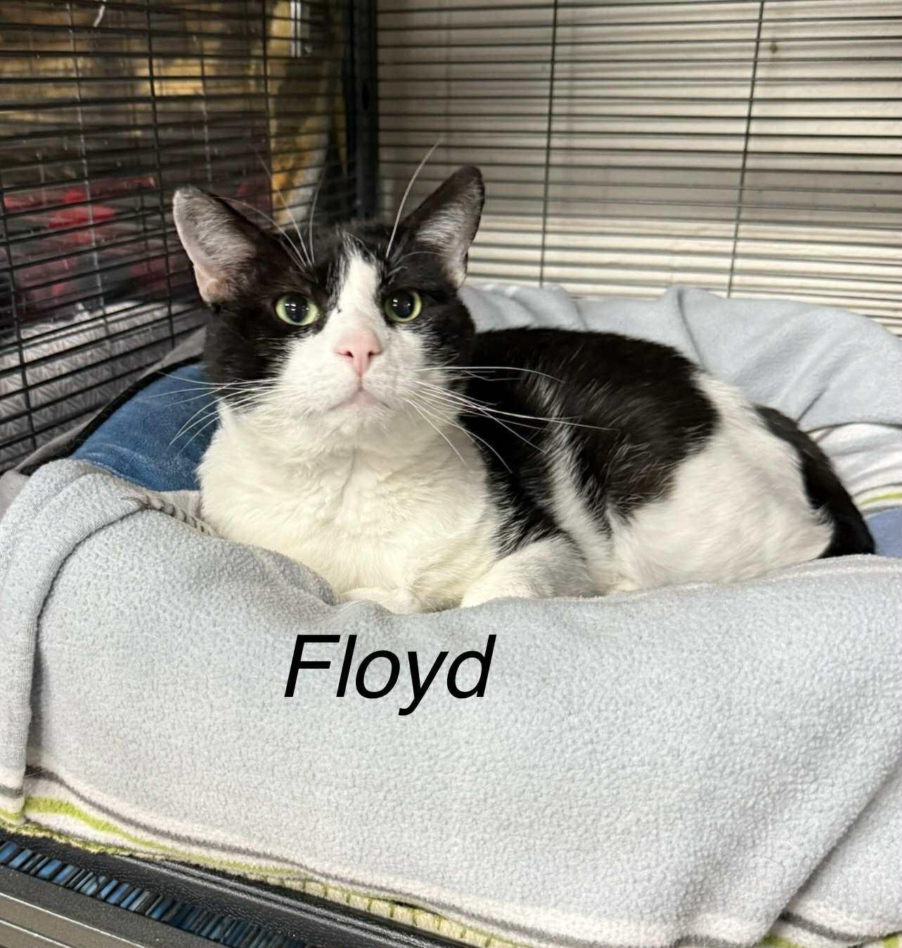 Floyd